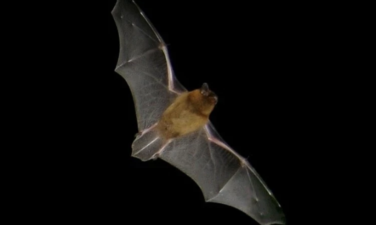 Common pipistrelle bat