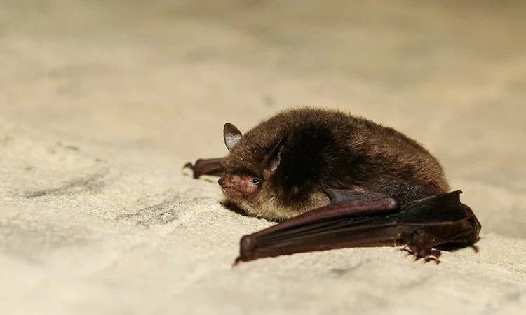 Daubenton's bat