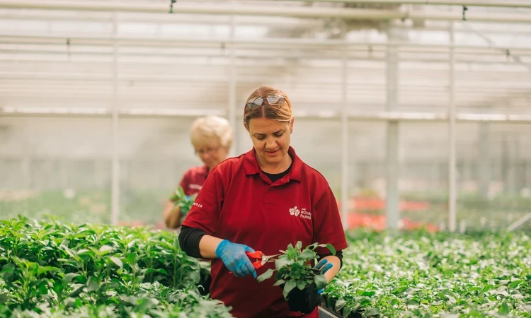 Gardening volunteers working in the Hyde Park Super Nursery
