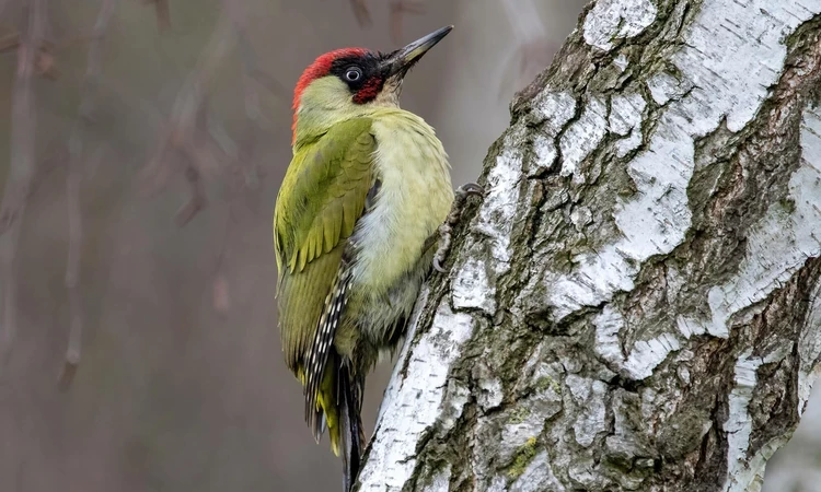 Green Woodpecker - Picus viridis