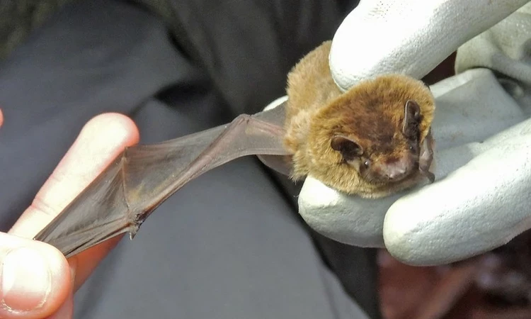 Leisler's bat