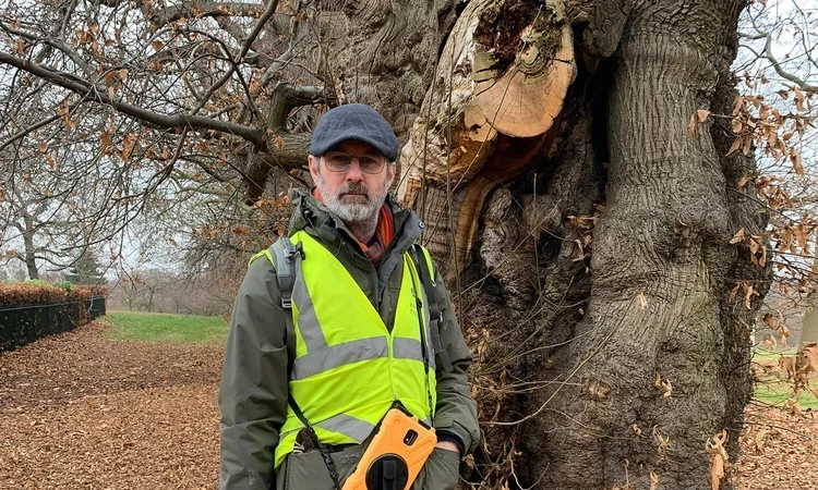 Matt Steinman, Arboricultural officer