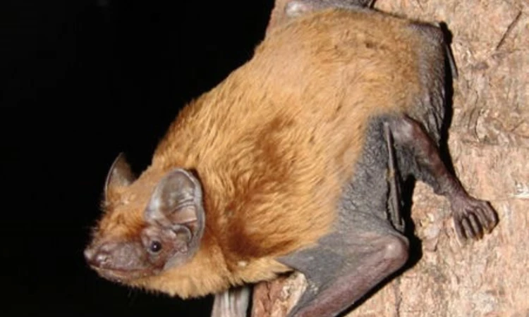 Noctule bat