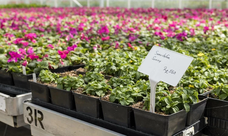 Pink flowers growing in the nursery