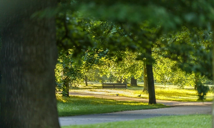 Sunrise in Kensington Gardens