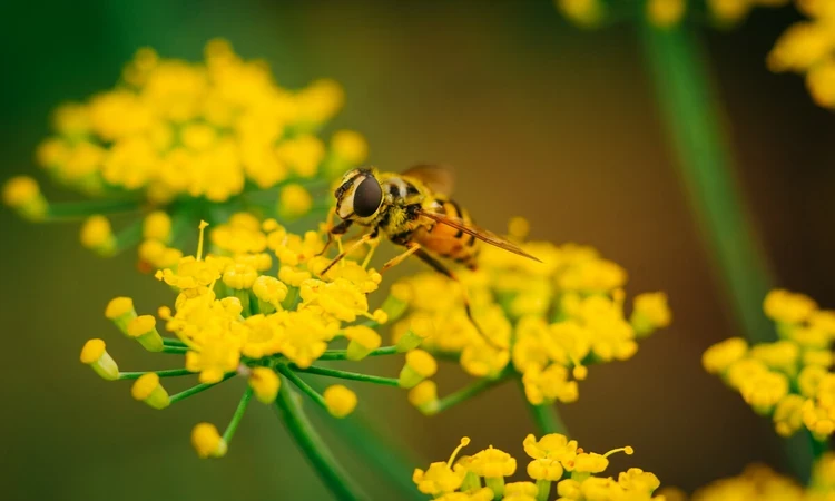 Bumblebee nature image 
