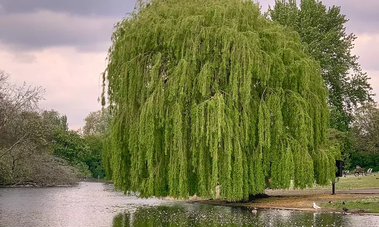 Willow tree by the water's edge