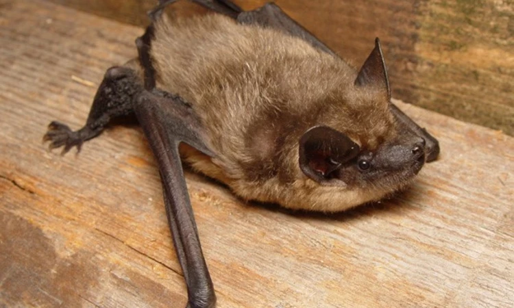 Serotine bat