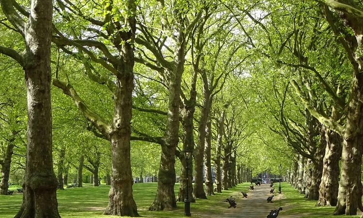 Avenue of shady trees