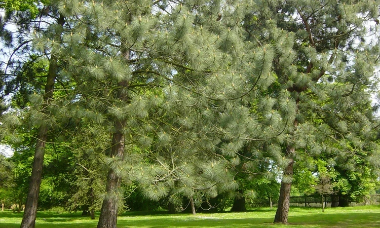 Trees in the Woodland Gardens