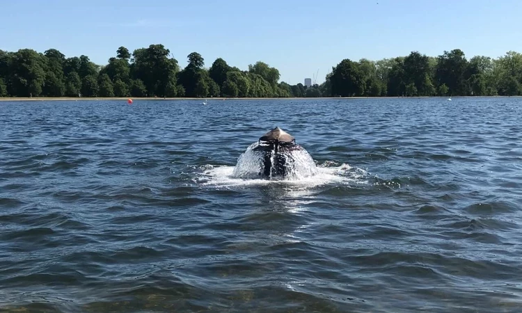 Water Mushrooms in the Serpentine Lake