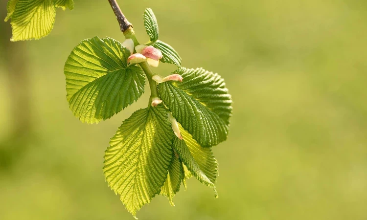 Elm tree leaves - Lutese/New Horizon