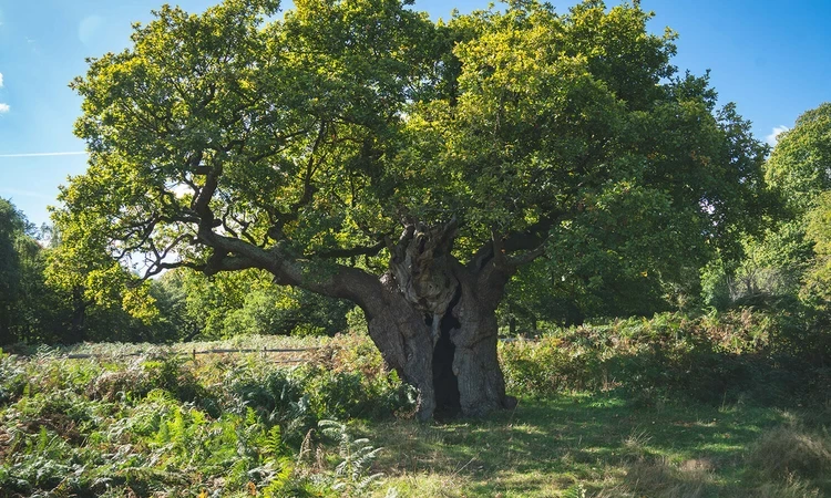 Ancient tree