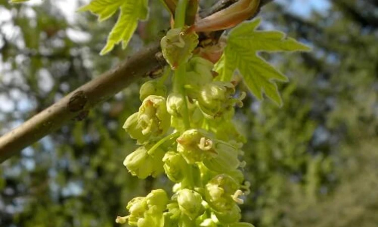 Big leaf maple - Flowers  