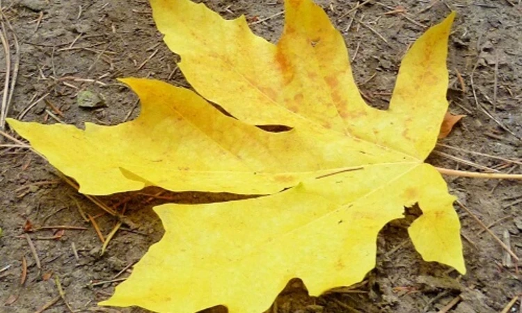 Big leaf maple tree