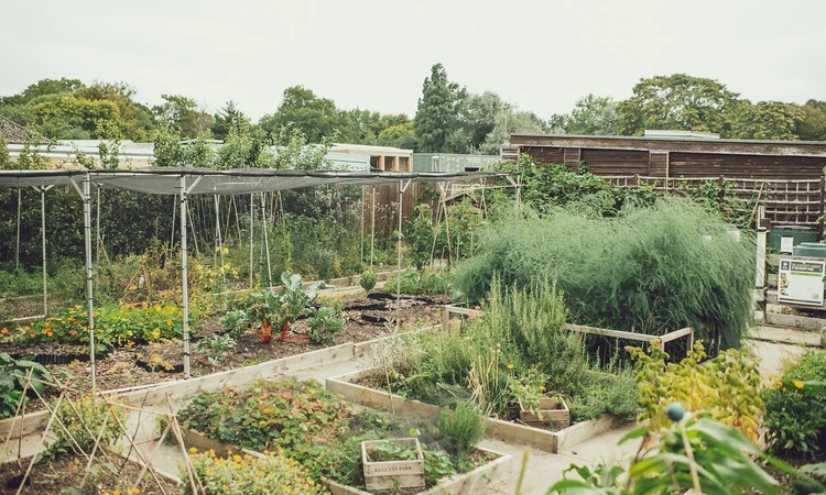 Regent's Park Allotment