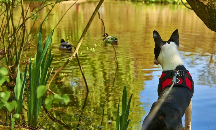 Dog watching ducks on a pond