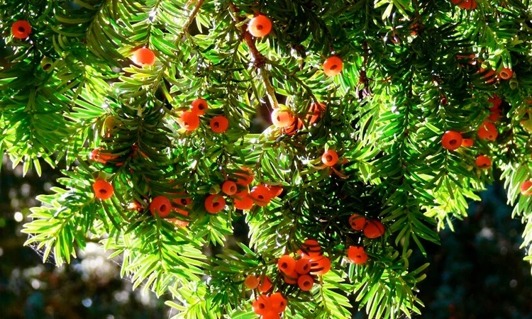 Yew branch and berries