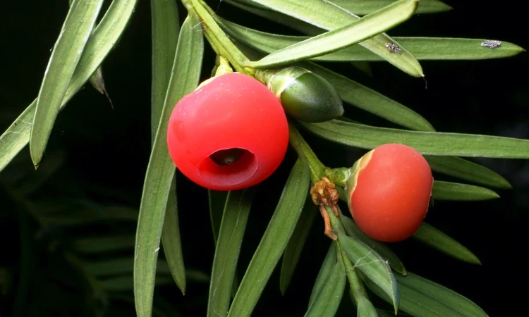 The poison in the yew’s bark, needles and seeds contains chemicals that can treat lung and breast cancer. So the tree really doesn’t deserve its dark reputation! 