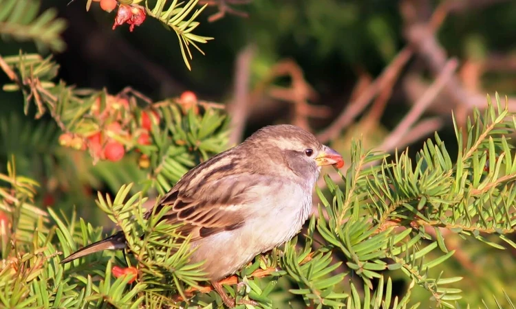 A sparrow snacking on yew berries
