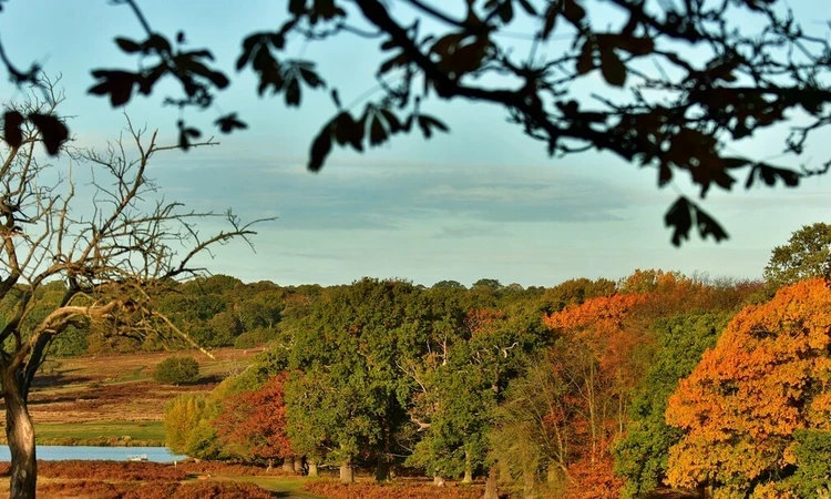 Autumn trees in Richmond Park