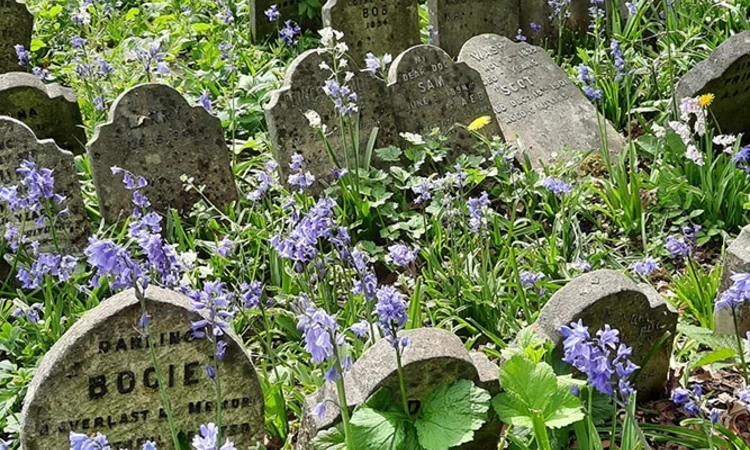 The pet cemetery, Hyde Park