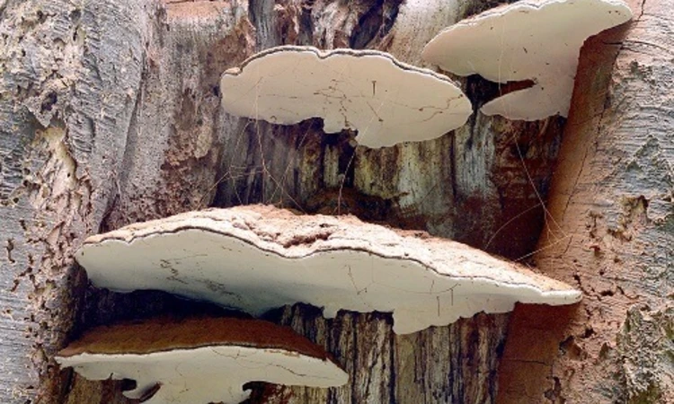 Bracket fungus in beech tree 