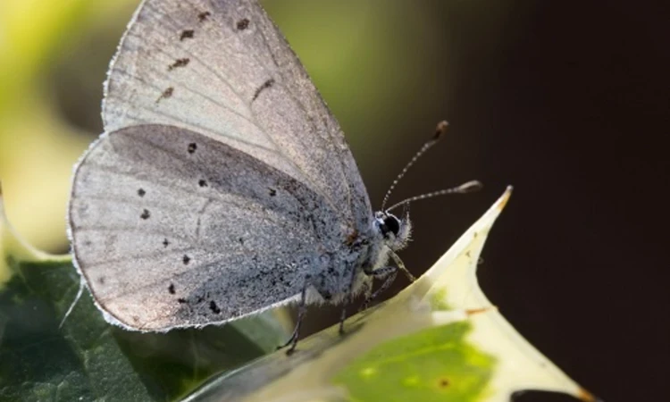The Holly Blue butterfly