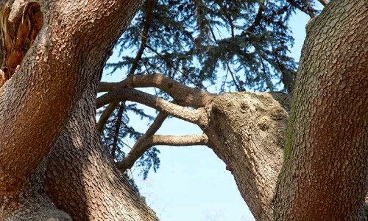 Twisted trunks of the cedar