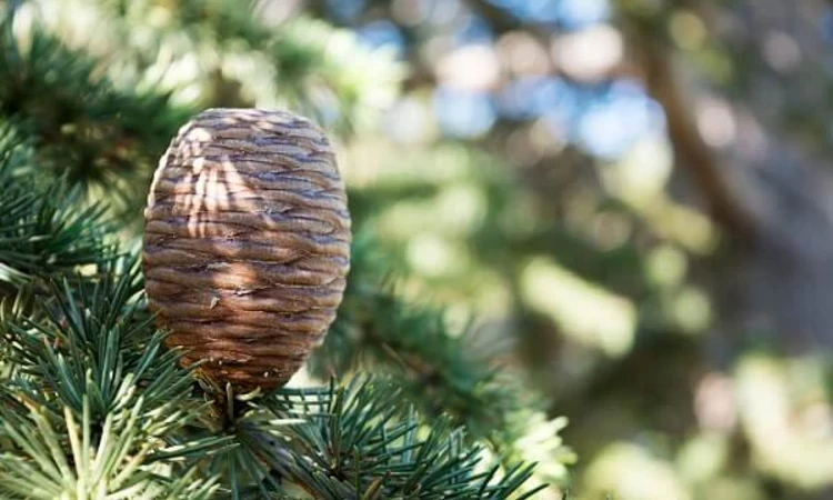 Cedar of Lebanon cone 