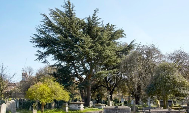Cedar of Lebanon in the cemetery