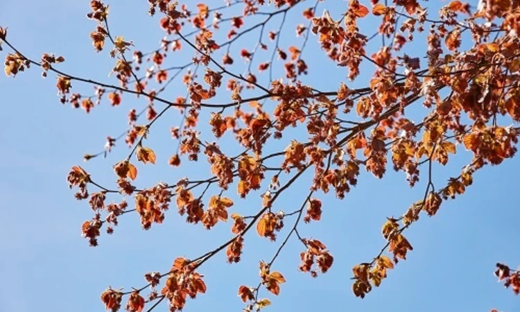 Copper beech leaves