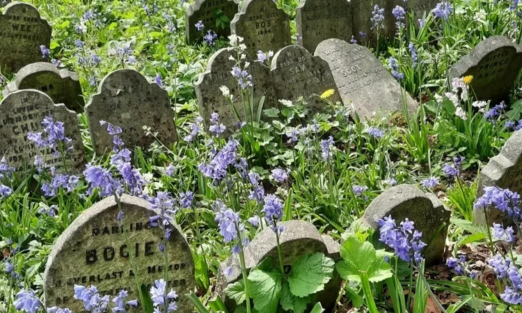 Bluebells at Hyde Park Pet Cemetery