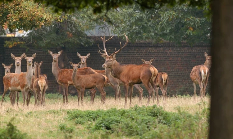 Deer in the Greenwich Deer Park 