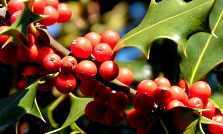 Holly berries 