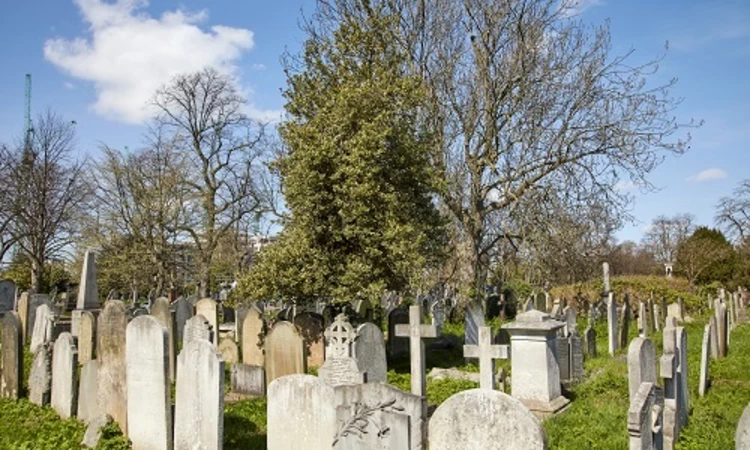 View of a Holly tree