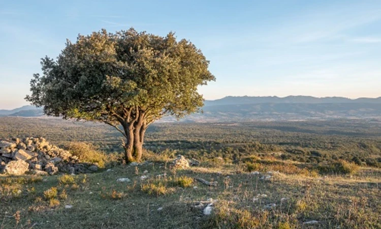 The holm oak, which is native to the Mediterranean, is incredibly hardy.