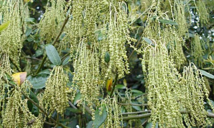 Holm oak catkins