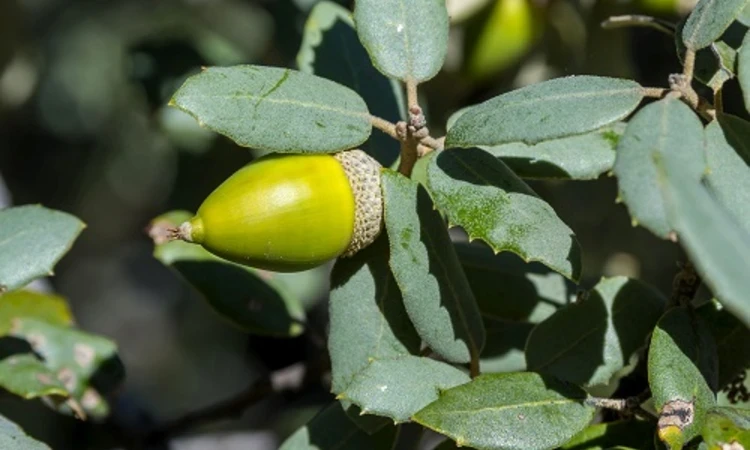 Holm oak acorn and leaves.