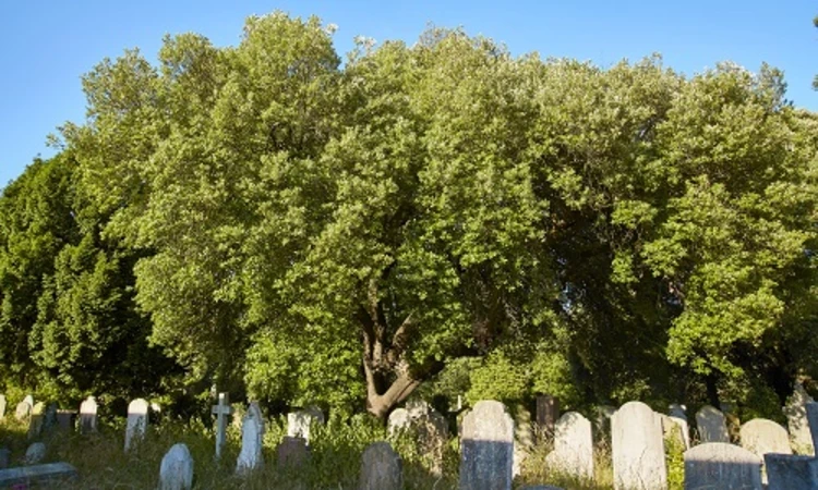 A holm oak in Brompton cemetery.