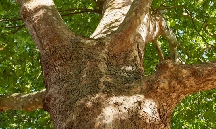 London plane detail