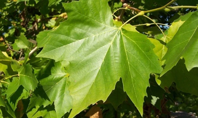 London plane leaf