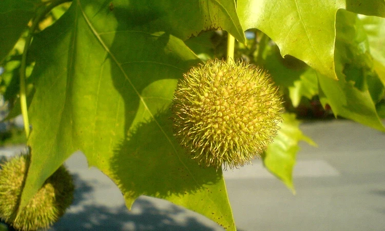 A London plane’s ball-shaped seed cluster.