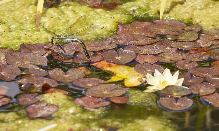 A dragonfly on a pond