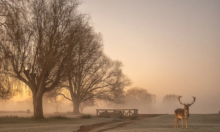 Deer in Bushy Park in winter