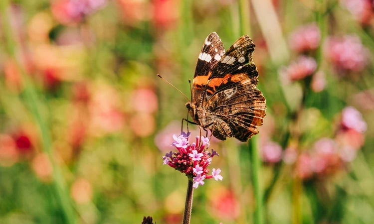 a red and black butterfly on a purple flower