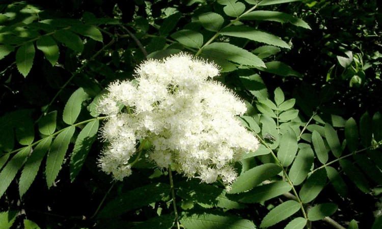 Rowan tree flowers