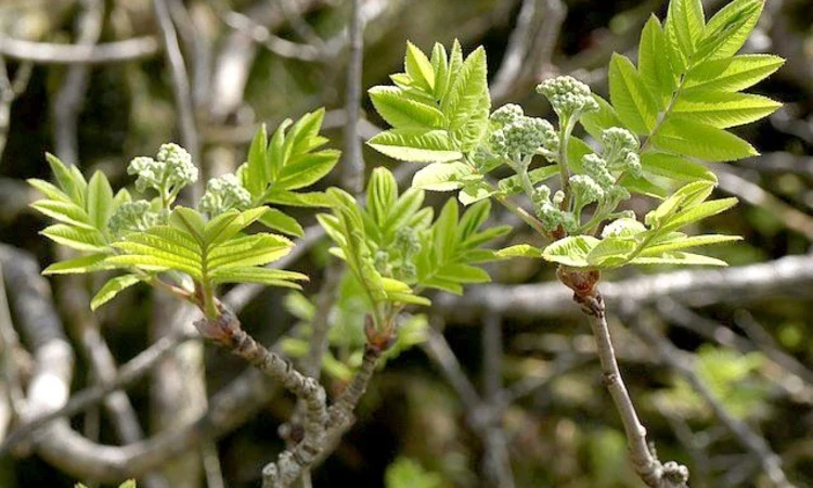 Rowan tree leaves