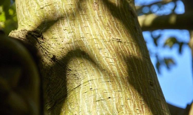 Close-up of the snake bark maple