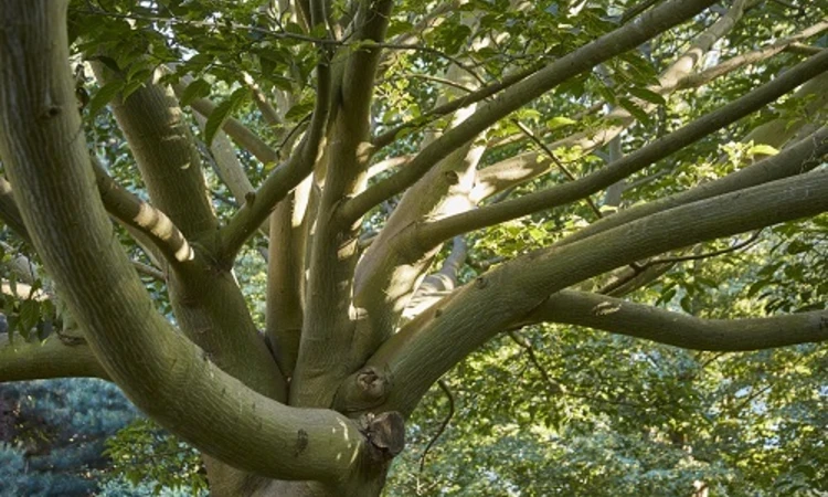 Snake bark maple detail